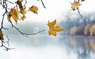 Картинка осень, желтые, листья, туман
