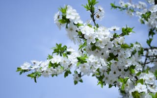 Картинка природа, белые цветы, Весна