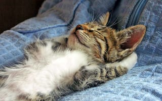 Картинка котенок, без задних ног, спит