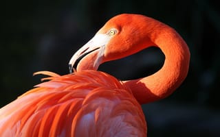 Картинка птица, клюв, фламинго