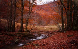 Обои деревья, речка, лес, пейзаж, осень