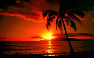 Картинка закат, красный, тропики, пальма
