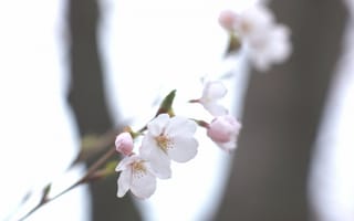 Картинка небо, Весна, размытость, веточка, сакура, белая, вишня