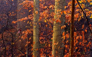 Обои природа, осень, лес, деревья