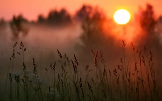 Картинка закат, трава, туман, солнце, лес