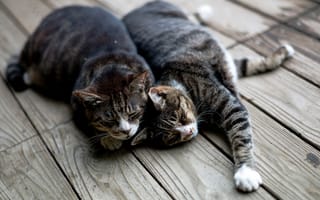 Картинка кошки, полосатые, лежат, коты, спят