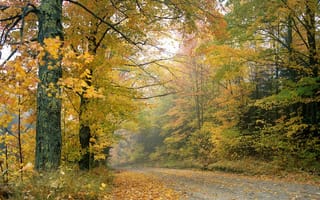 Картинка деревья, дорога, осень, пейзаж