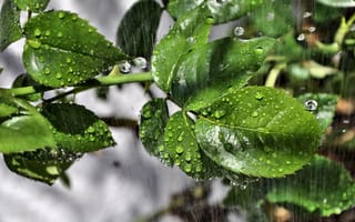 Обои макро, дождь, листья, капли