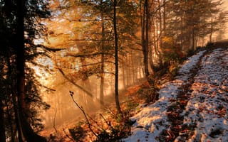 Картинка деревья, холм, лес, туман, пейзаж, осень