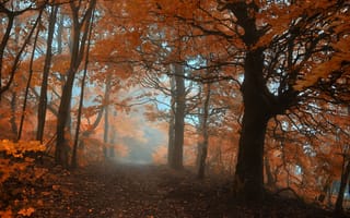 Картинка деревья, пейзаж, осень, дорога, туман