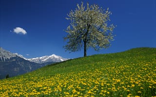 Картинка пейзаж, поле, дерево, горы, австрия