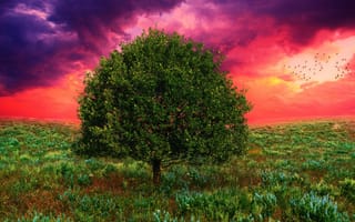 Картинка закат, art, поле, 3d, дерево