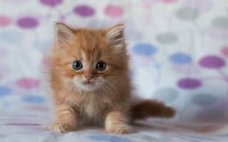 Картинка котенок, рыжий