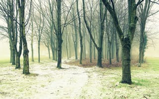 Картинка природа, тропинка, деревья, туман