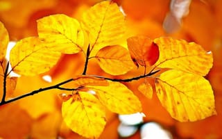 Картинка осень, ветка, листья