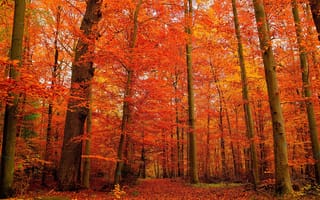 Картинка деревья, пейзаж, лес, осень