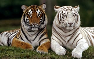 Картинка белый, большие, кошки, тигры
