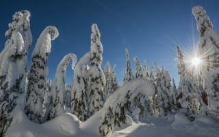 Картинка деревья, Зима, лес, пейзаж, снег