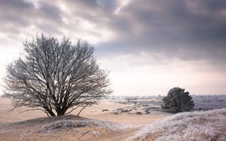 Картинка пейзаж, Зима, холод, дерево