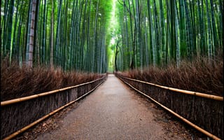 Обои лес, бамбуковый, дорога, ограда