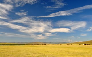 Картинка лошади, поле, mongolia, пейзаж, ulaanbaatar, небо