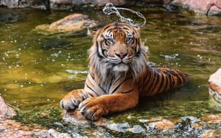 Картинка дикая кошка, купание, водоём, тигр