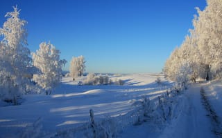 Картинка деревья, Зима, пейзаж, дорога