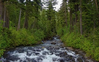 Обои природа, река, лес