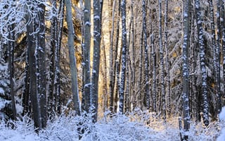 Обои деревья, лес, Зима