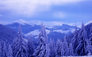 Картинка деревья, пейзаж, Зима, горы
