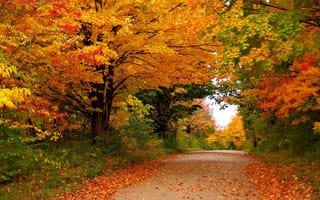 Картинка деревья, осень, пейзаж, дорога