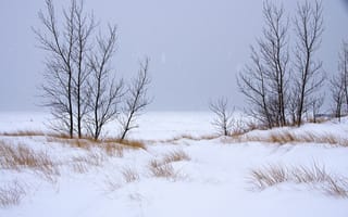 Картинка деревья, снег, Зима, пейзаж