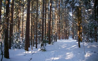 Картинка природа, лес, деревья, пейзаж, Зима