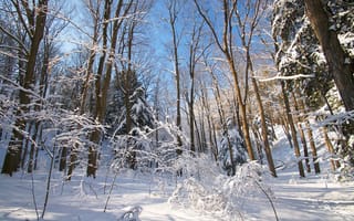 Картинка природа, лес, пейзаж, деревья, Зима