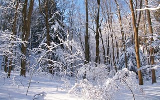 Картинка природа, пейзаж, лес, Зима, деревья