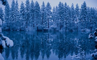 Картинка деревья, Зима, озеро, пейзаж