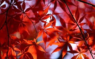 Картинка осень, макро, листья, красные