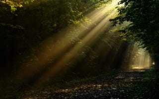 Обои лес, свет, лучи, дорога, солнце