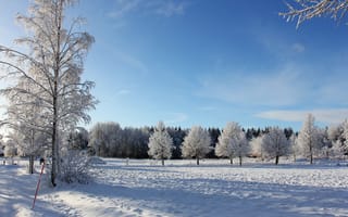 Картинка деревья, пейзаж, Зима