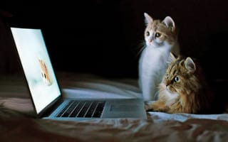 Картинка кошки, за, ноутбуком