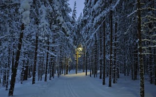 Картинка деревья, дорога, фонарь, Зима