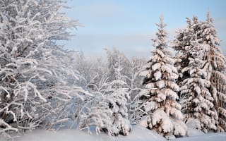 Картинка деревья, лес, пейзаж, Зима