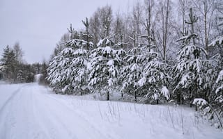 Картинка деревья, пейзаж, Зима, дорога