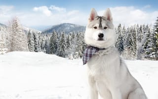 Обои хаски, собака, Зима, снег