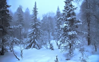 Картинка природа, лес, деревья, Зима