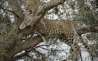 Картинка дерево, отдых, дикая кошка, леопард, хищник