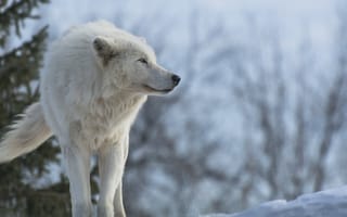 Картинка снег, волк, белый волк, хищник, профиль, Зима