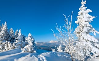 Картинка природа, Зима, снег, елки, дерево