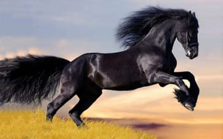 Картинка природа, животные, кони