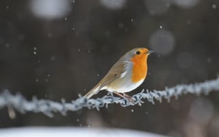 Картинка снег, птичка, птица, блики, малиновка, проволока